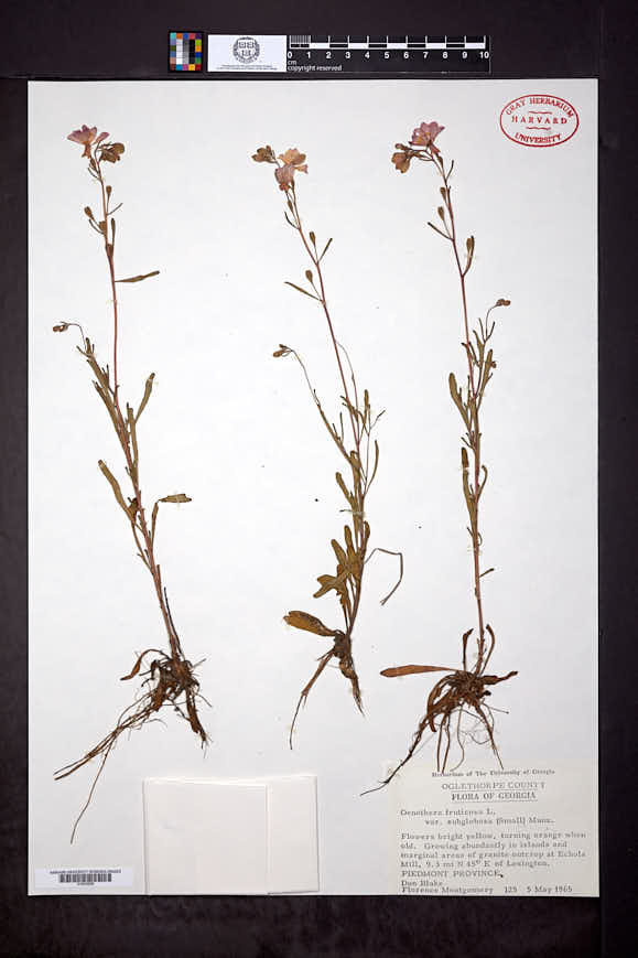 Oenothera fruticosa var. subglobosa image