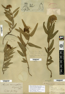 Image of Acerates monocephala