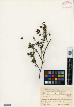 Image of Myrciaria tenella