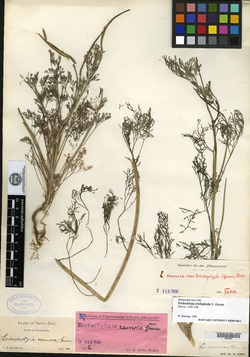 Image of Eschscholzia trichophylla