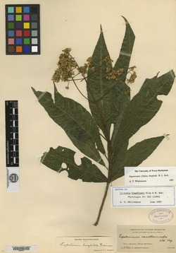 Image of Critonia breedlovei