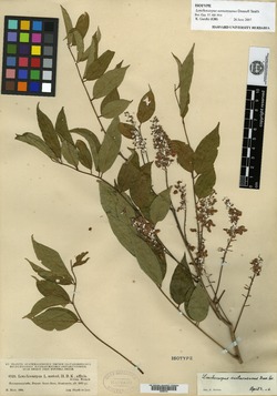 Image of Lonchocarpus santarosanus