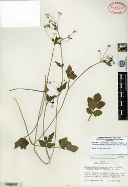 Image of Donnellsmithia breedlovei