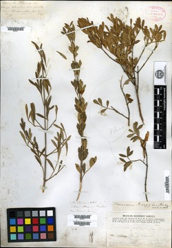 Fraxinus greggii image