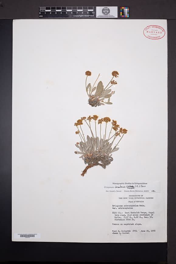 Eriogonum desertorum image
