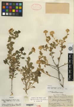 Image of Aster frutescens