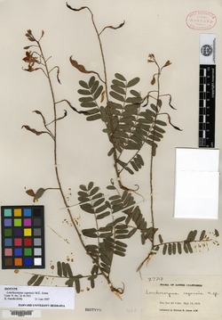 Lonchocarpus capensis image