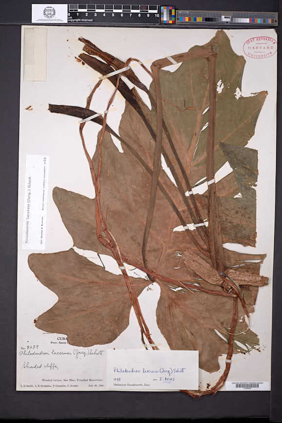 Philodendron lacerum image
