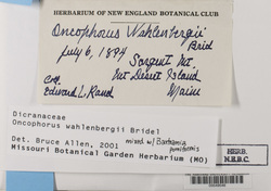 Oncophorus wahlenbergii image