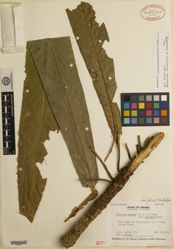 Image of Gustavia grandibracteata