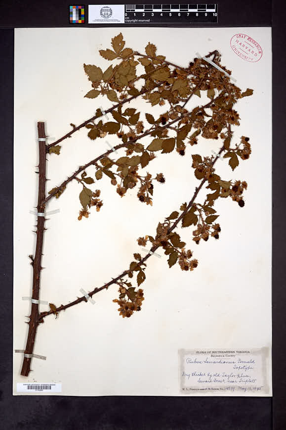 Rubus sewardianus image