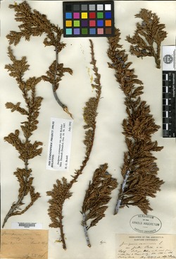 Juniperus communis var. jackii image