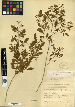 Image of Aeschynomene paucifoliolata