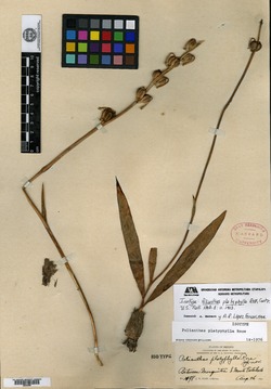 Polianthes platyphylla image