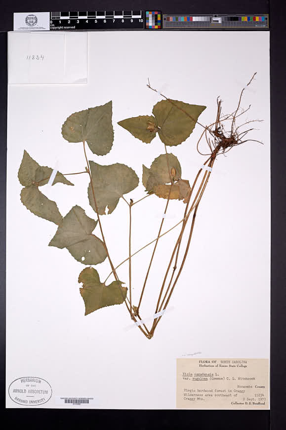 Viola canadensis var. rugulosa image