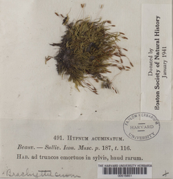 Brachythecium acuminatum image