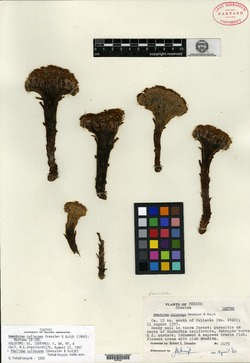 Pholisma culiacanum image