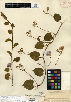 Jacquemontia polyantha image