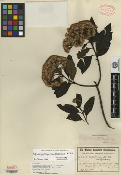 Image of Ageratina caeciliae