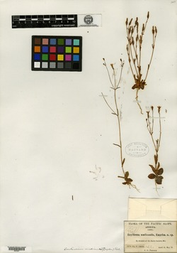 Image of Erythraea nudicaulis