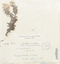 Sphagnum papillosum var. confertum image