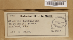 Cladonia hypoxantha image