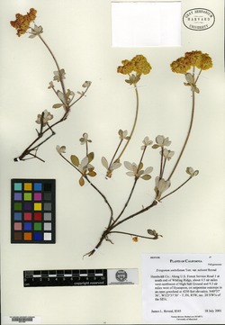 Eriogonum umbellatum var. nelsoniorum image