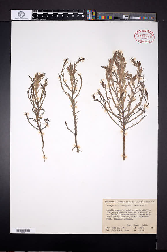 Cordylanthus tecopensis image