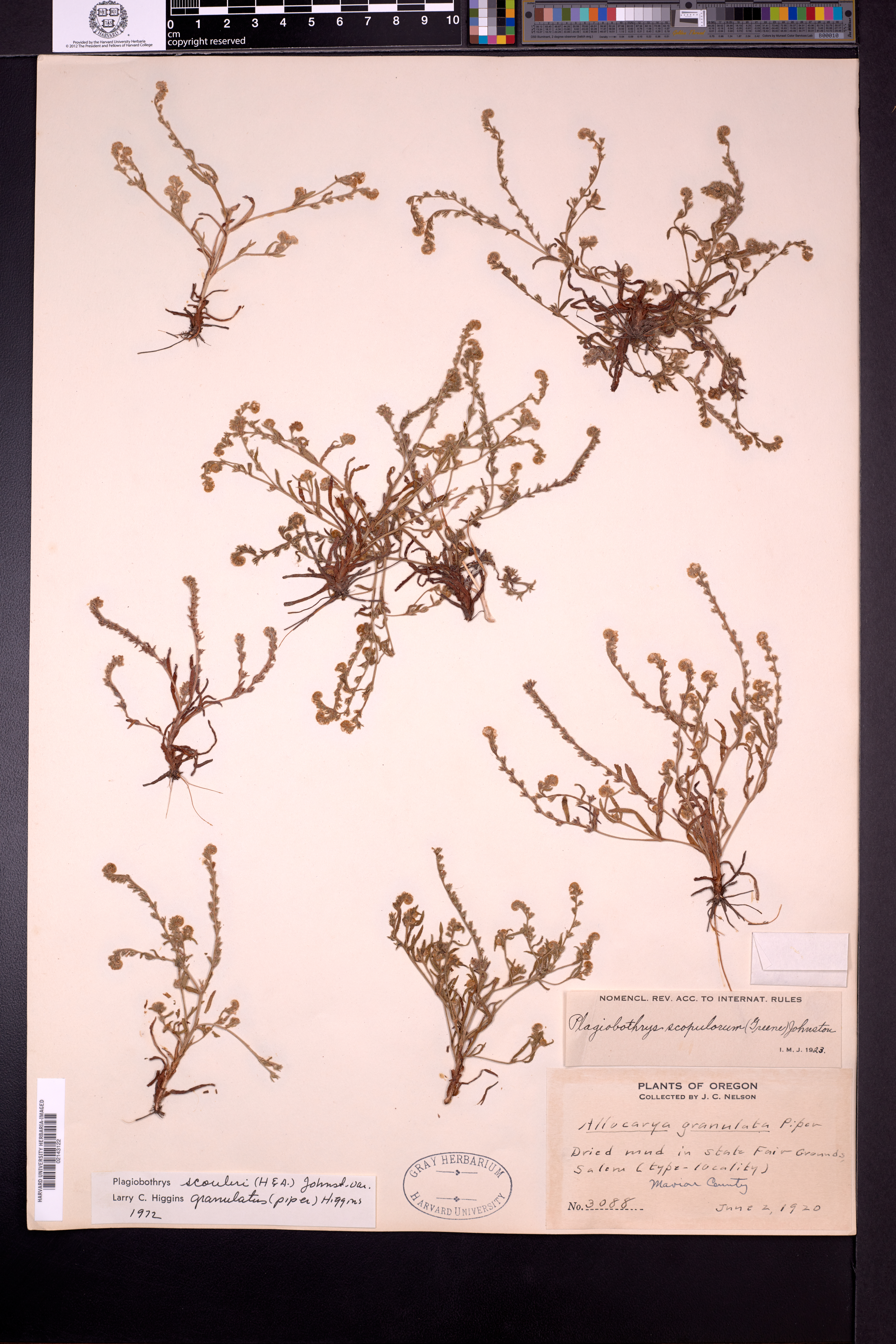 Plagiobothrys granulatus image
