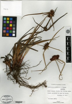 Image of Cyperus correllii