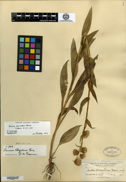 Image of Senecio chloranthus