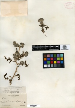 Image of Phacelia cedrosensis