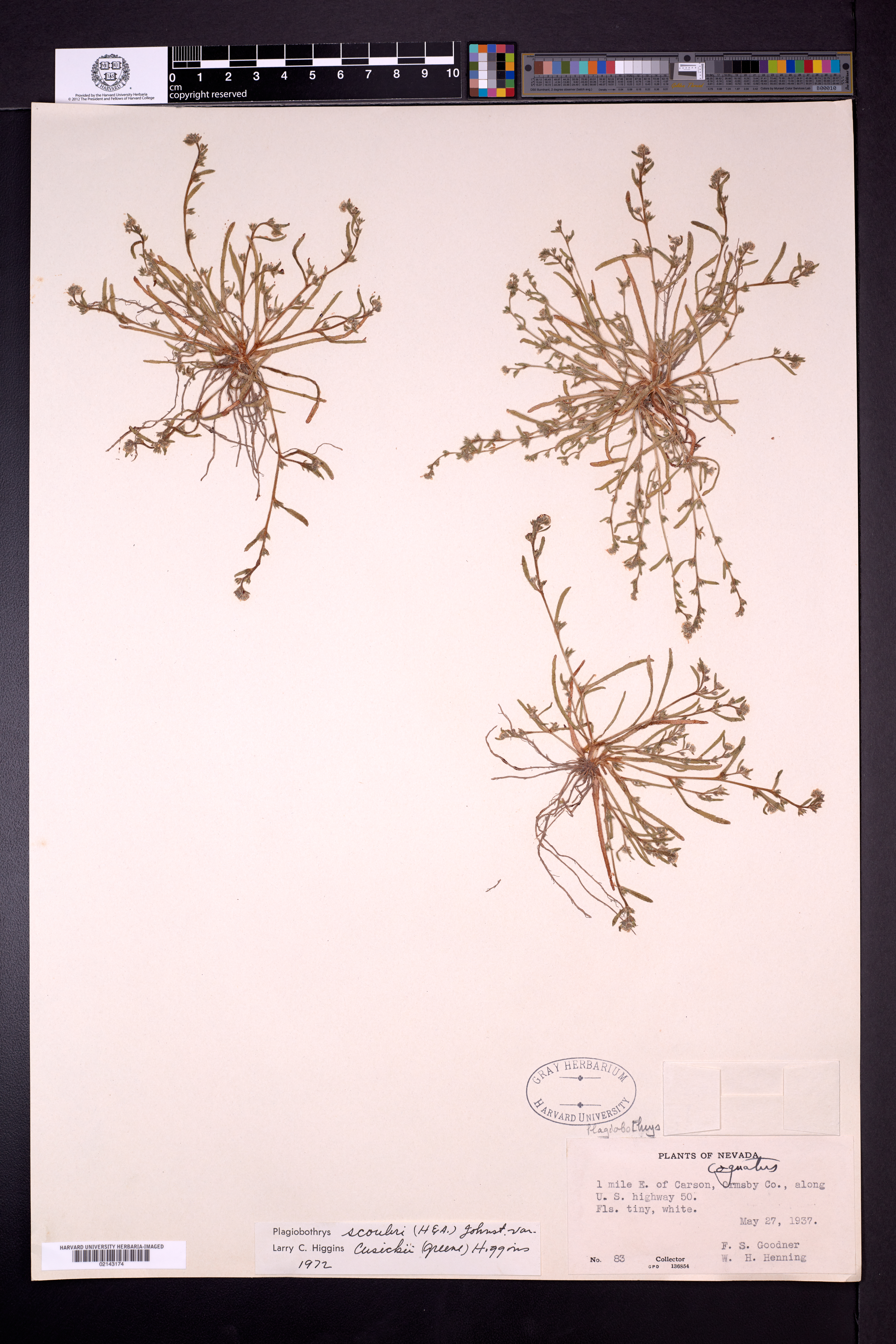 Plagiobothrys scouleri var. cusickii image