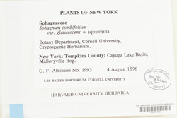 Sphagnum cymbifolium var. glaucescens image