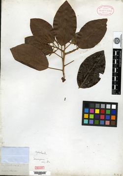 Hieronyma jamaicensis image