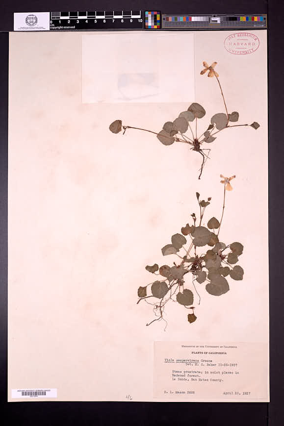 Viola sempervirens image