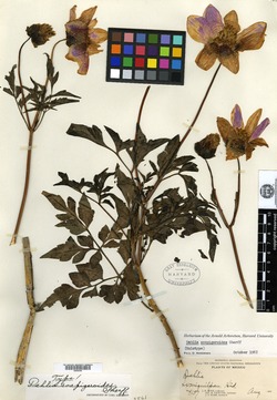 Image of Dahlia scapigeroides
