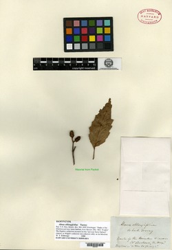 Alnus oblongifolia image