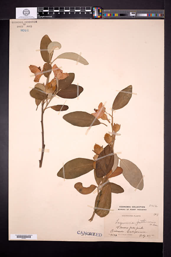 Lagunaria patersonia image