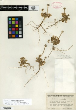Image of Portulaca californica