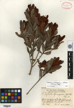 Image of Sideroxylon dominicanum