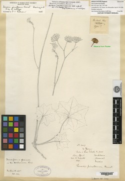 Senecio pinetorum image