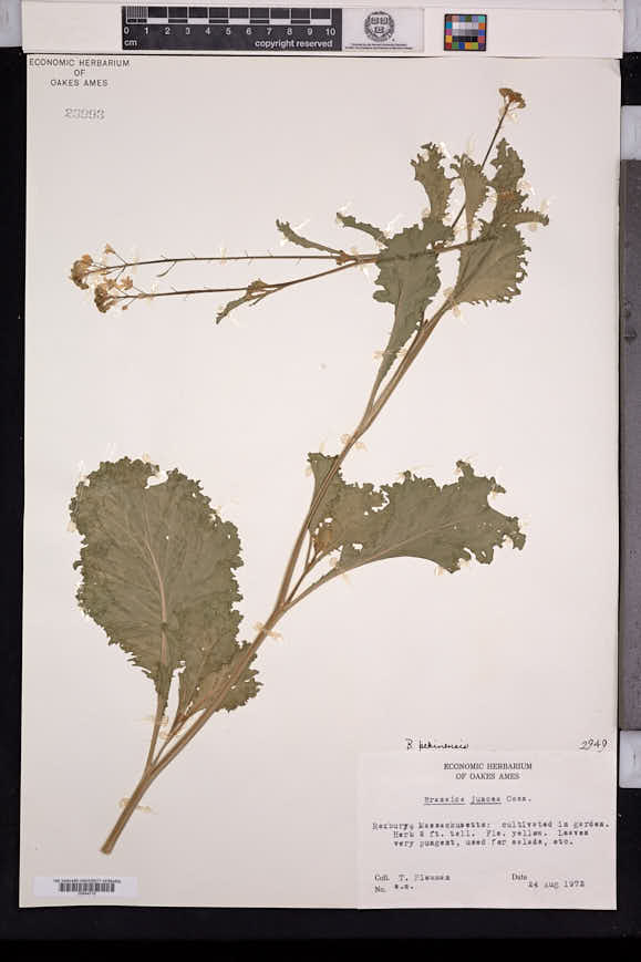 Brassica rapa subsp. pekinensis image