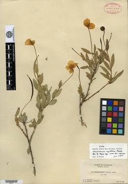 Image of Dendromecon myrtifolia