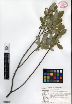 Salix raupii image