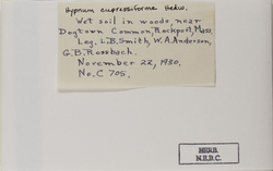Hypnum cupressiforme image