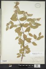 Pycnanthemum incanum image