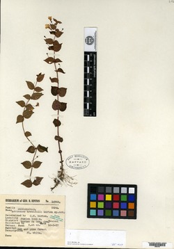 Achimenes brevifolia image