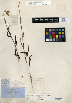 Image of Helianthus praetermissus