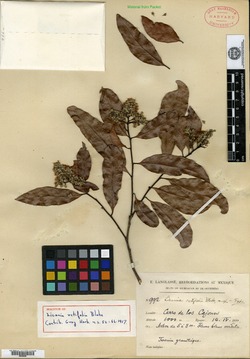 Image of Licania retifolia